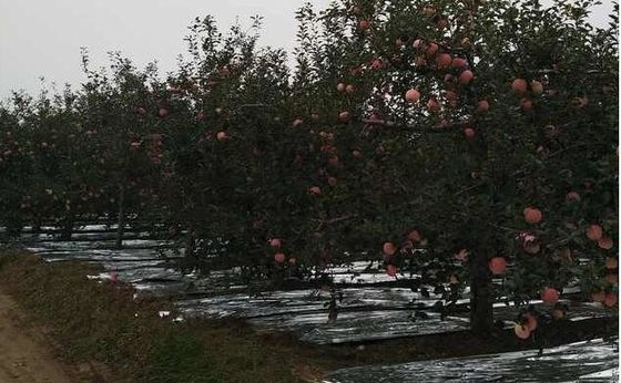Πλάτος 202300mm ταινία Metalized CPP γεωργίας Flective δέντρων της Apple