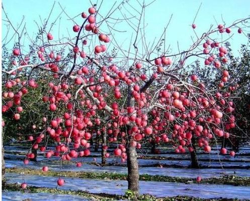 Θερμοκήπιο δέντρων της Apple ταινία γεωργίας 12 μικρού βιοδιασπάσιμη