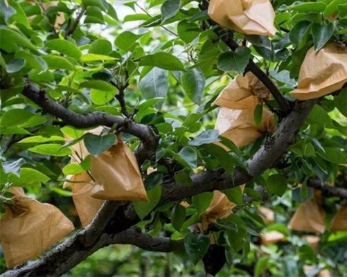 Τυλίγοντας τσάντα εγγράφου μάγκο προστασίας ανάπτυξης φρούτων του Βιετνάμ αδιάβροχη