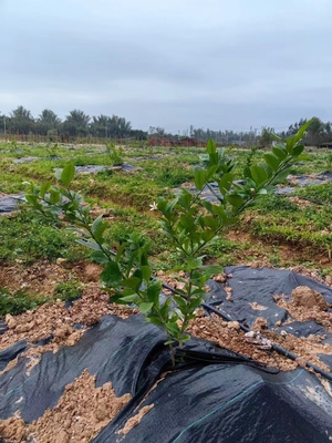 Ρολ Μαύρο υφασμένο κάλυμμα γης Περιορισμός των ζιζανίων Μεμβράνη κατά των ζιζανίων Υφασμένο ύφασμα εργοστάσιο 80GSM 90GSM 100GSM