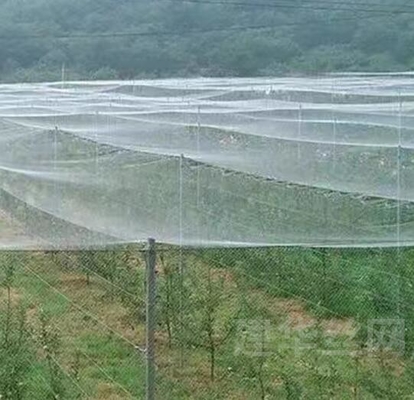 100% PE λευκό διαφανές χρώμα θερμοκηπίου Anti Insct Net για φυτά και σταφύλια