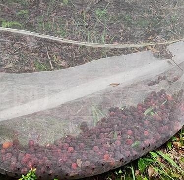 40 50 60 Δίκτυο 125g Γεωργία θερμοκηπίο Δίκτυο κατά εντόμων με αποδεκτή εκτύπωση