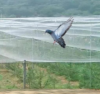 40 50 60 Δίκτυο 125g Γεωργία θερμοκηπίο Δίκτυο κατά εντόμων με αποδεκτή εκτύπωση