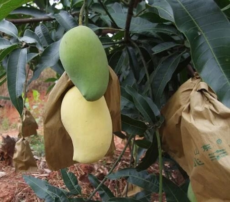Αδιάβροχο μάγκο που καλύπτει την τσάντα προστασίας φρούτων τσαντών για το μάρκετινγκ της Σρι Λάνκα